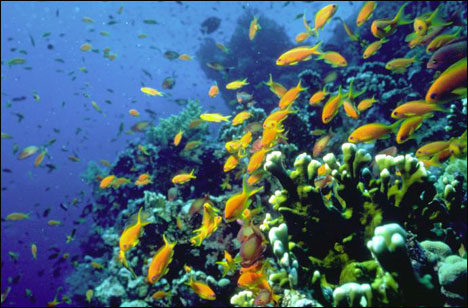 Эйлат риф.jpg